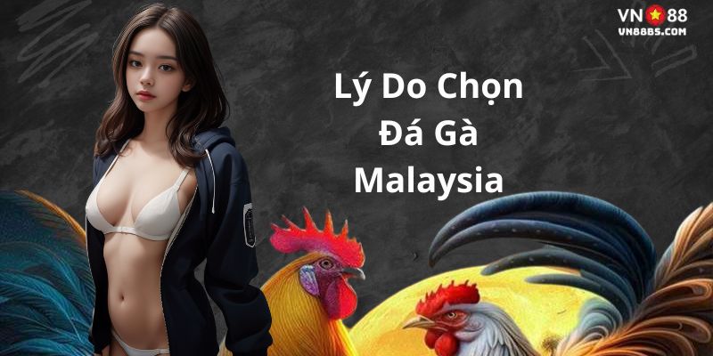 Lý do nên chọn đá gà malaysia tại VN88